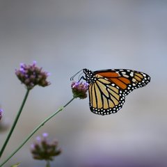 A butterfly resting on a flower