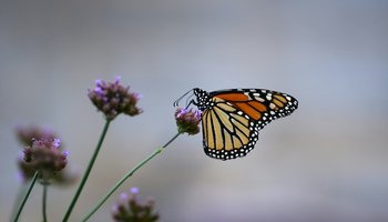 A butterfly resting on a flower