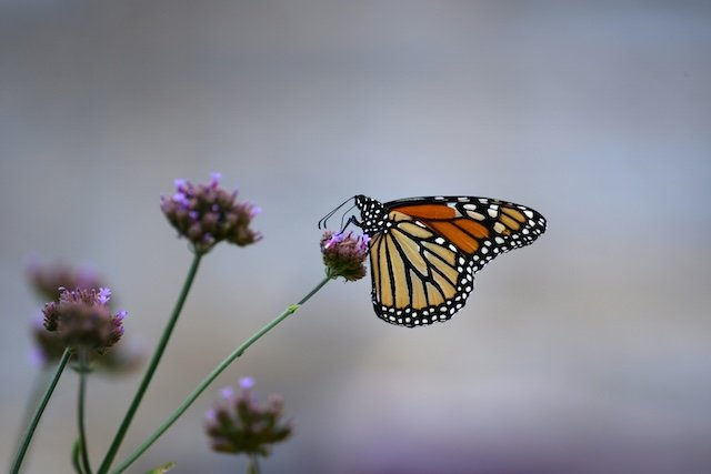 A butterfly resting on a flower